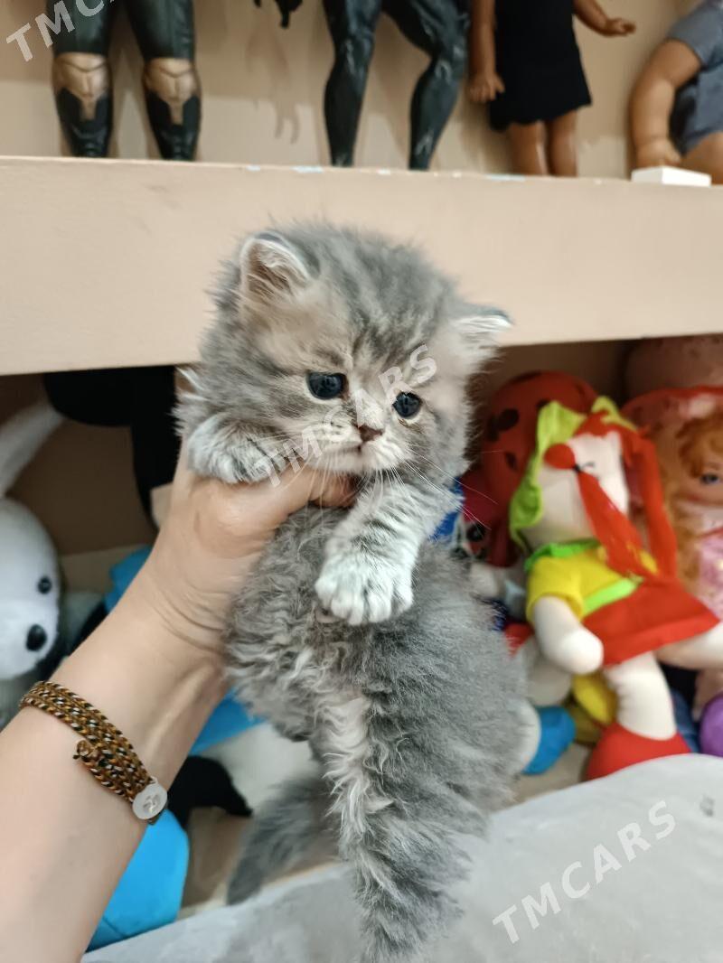 котенок британец - Ашхабад - img 3