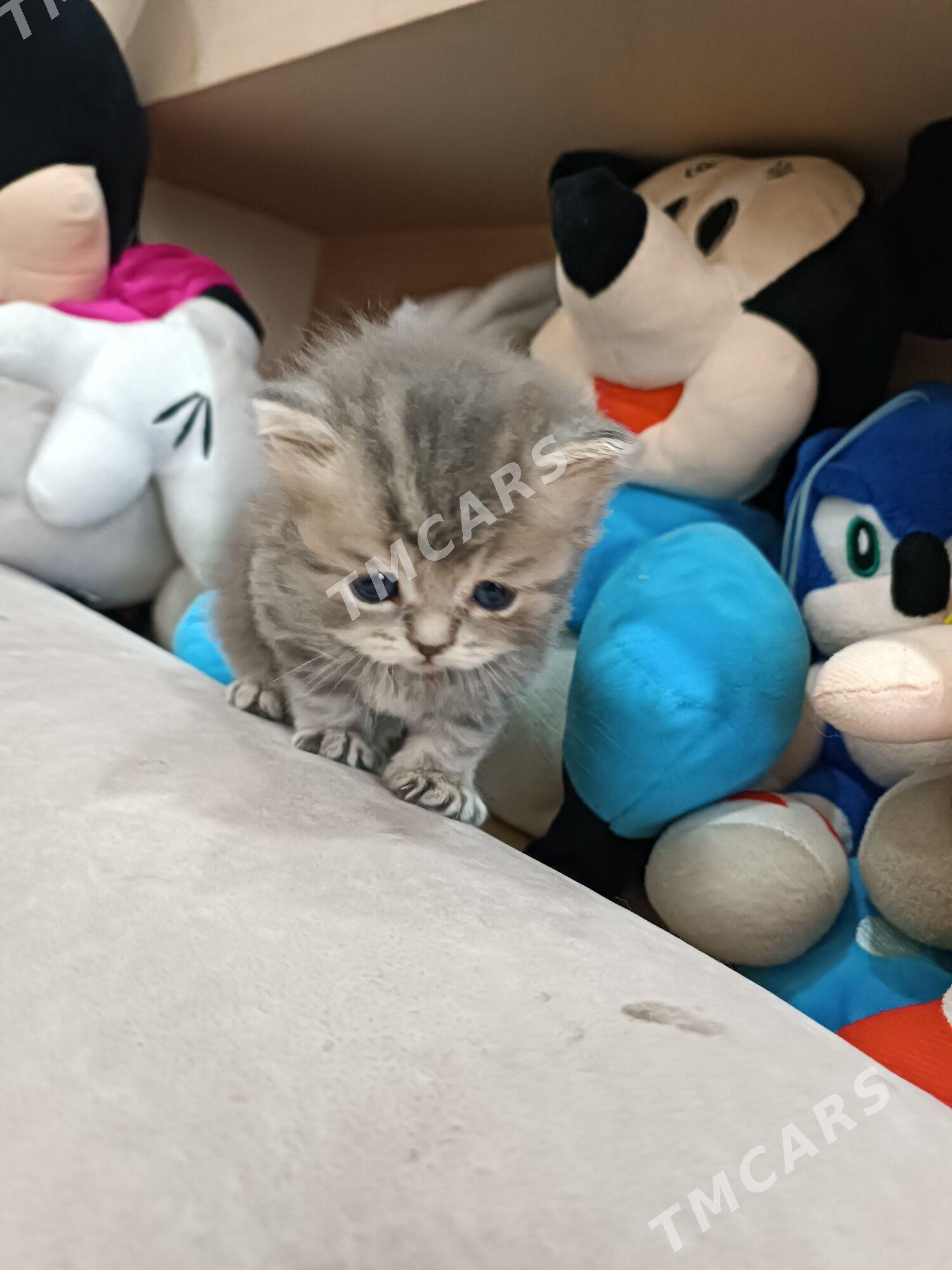 котенок британец - Ашхабад - img 2