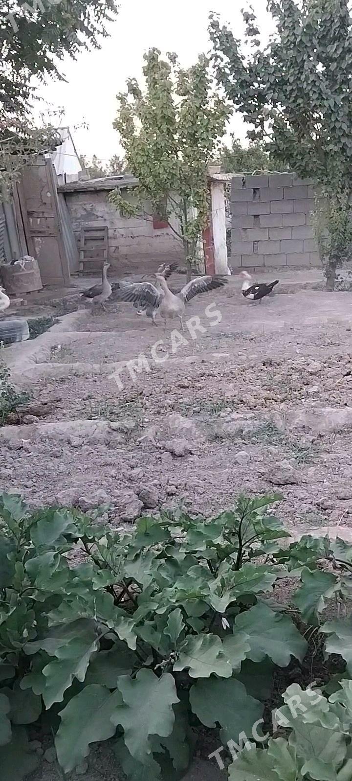 GUSs - Ýanbaş - img 3