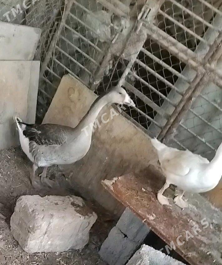GUSs - Ýanbaş - img 1