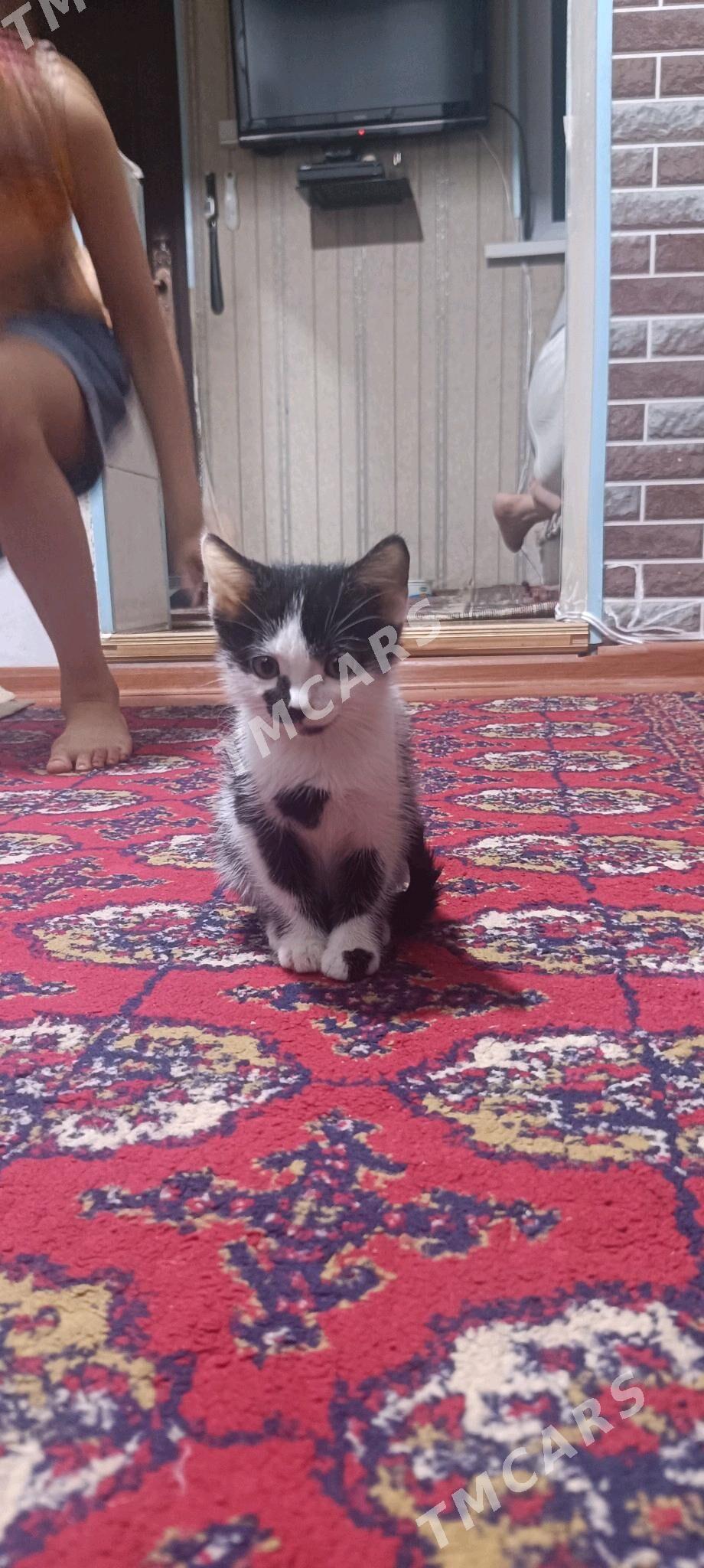 Котенок - Туркменабат - img 1
