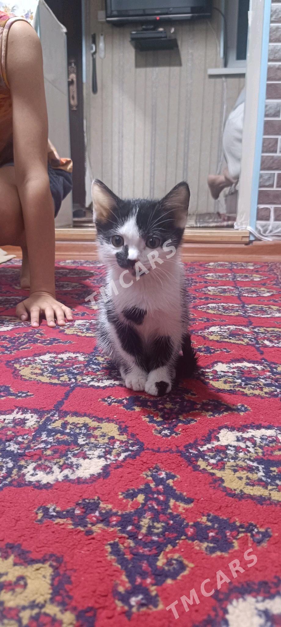 Котенок - Туркменабат - img 2