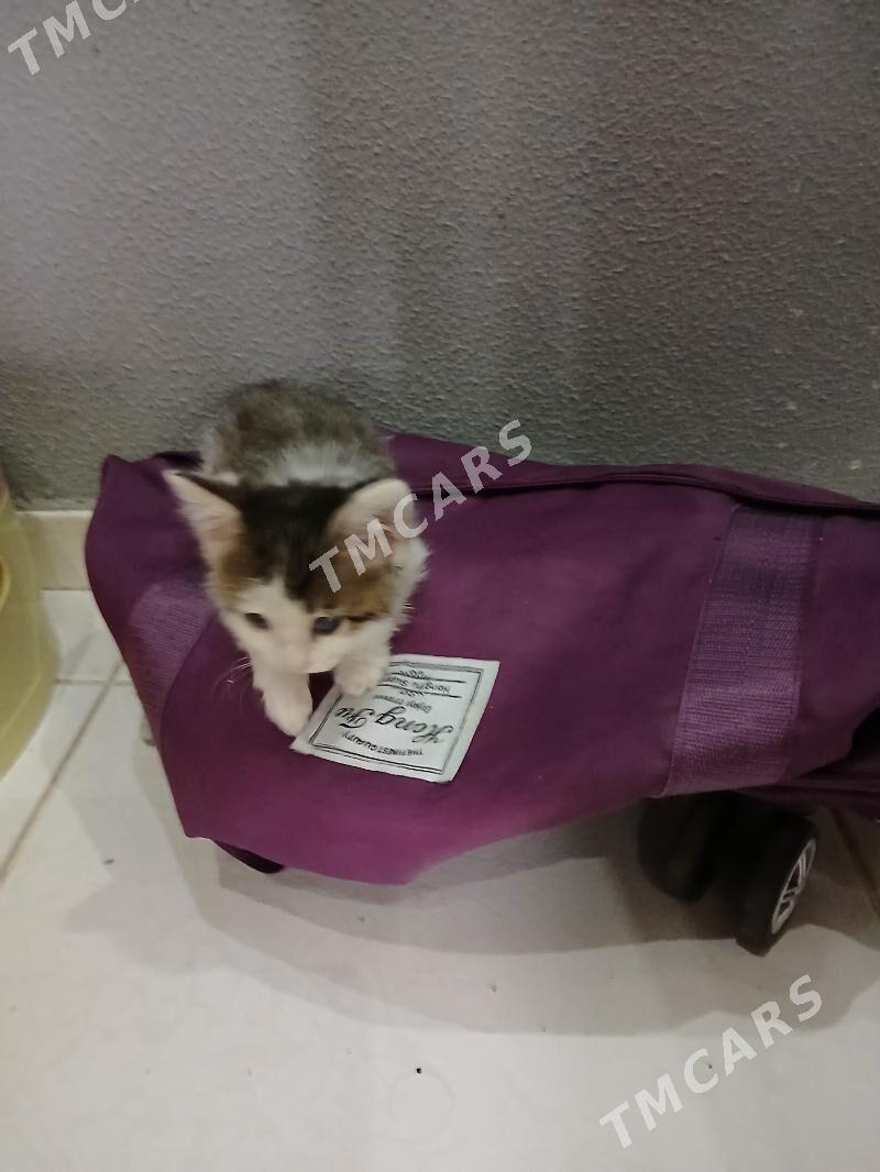 котёнок маленький мальчик отда - Aşgabat - img 1