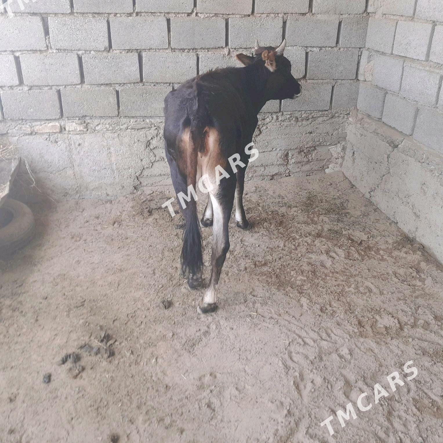 Gacar - Bereket - img 3