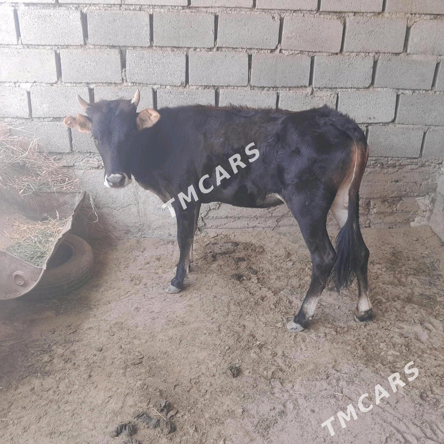 Gacar - Bereket - img 2