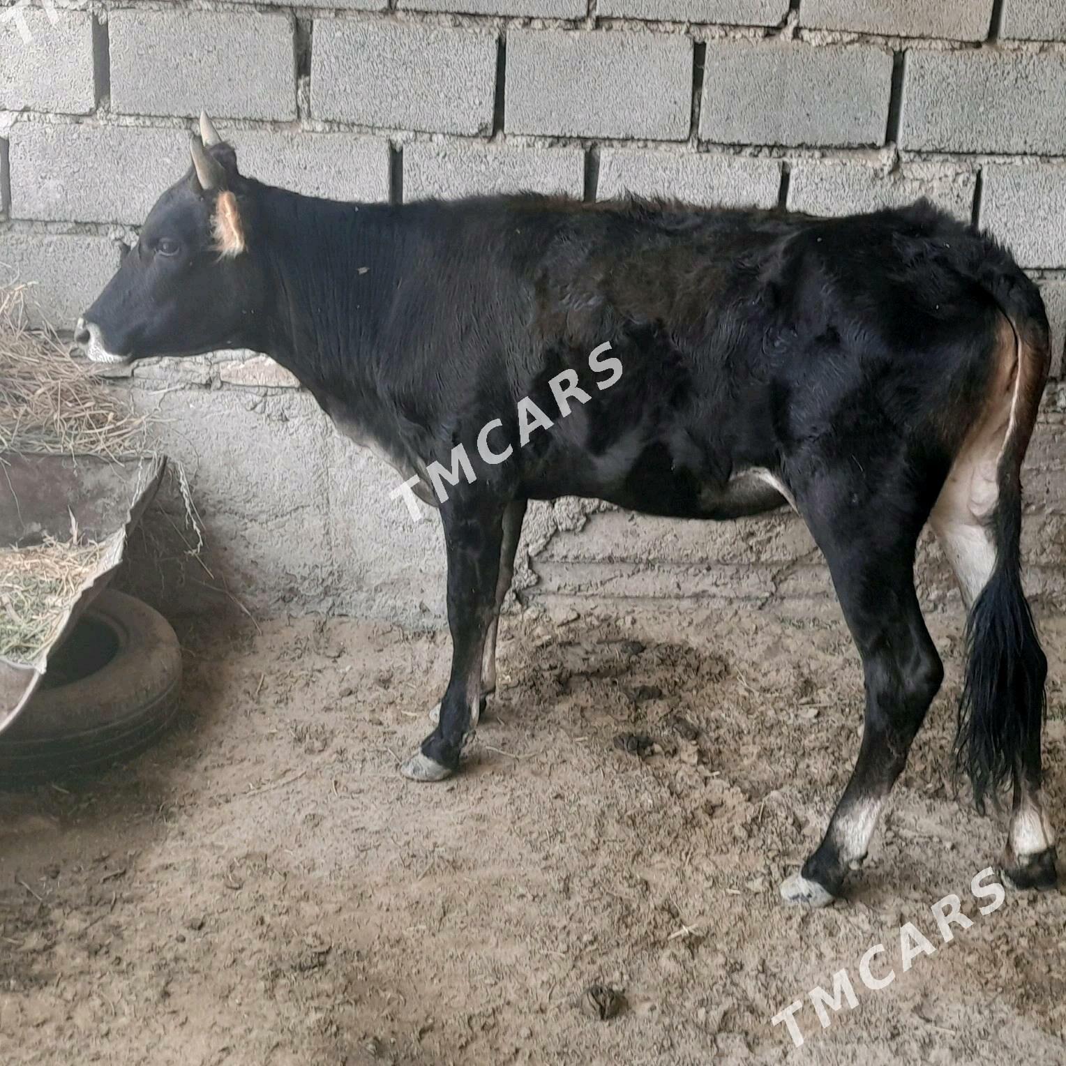 Gacar - Bereket - img 1