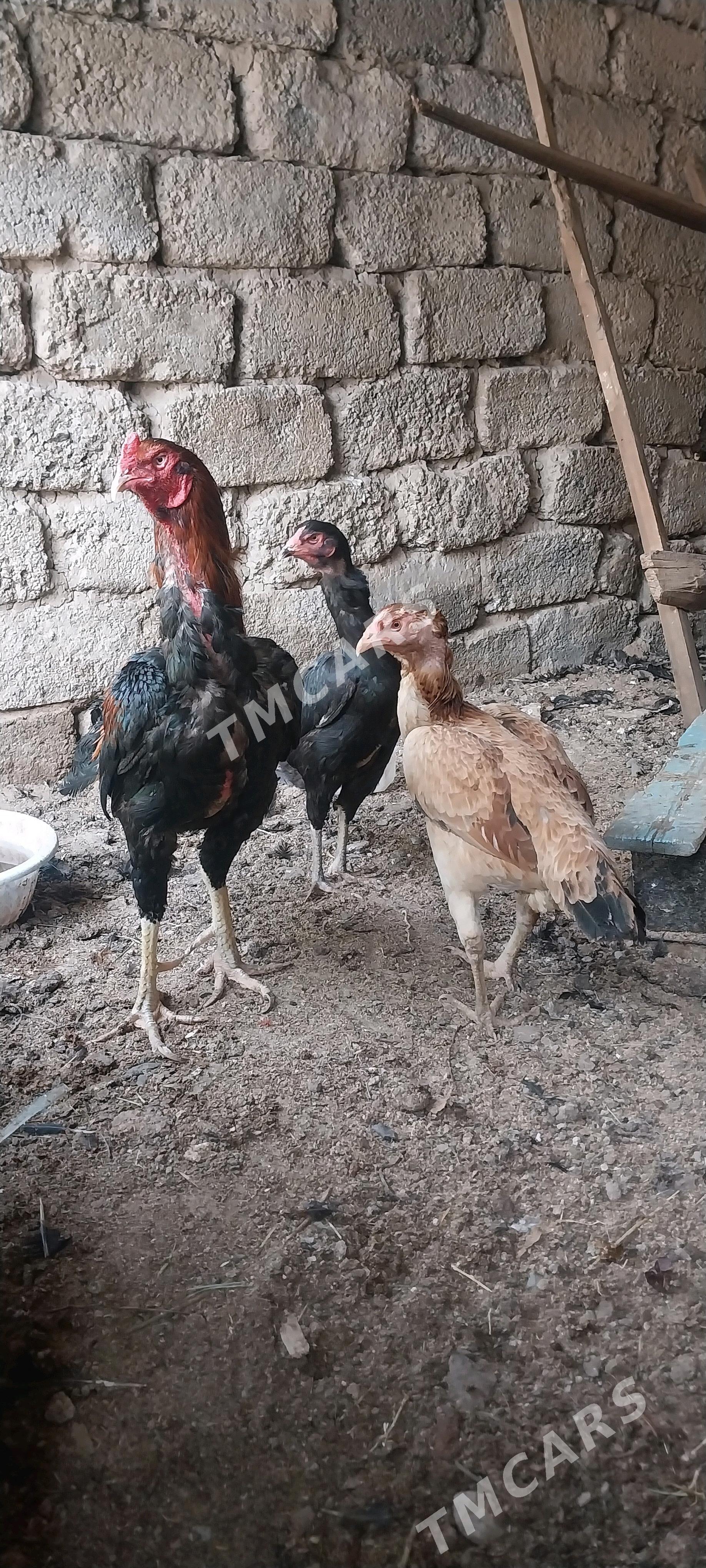 Taşkent - Ашхабад - img 2