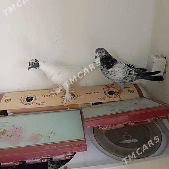 kepderi - Gyzylarbat - img 1