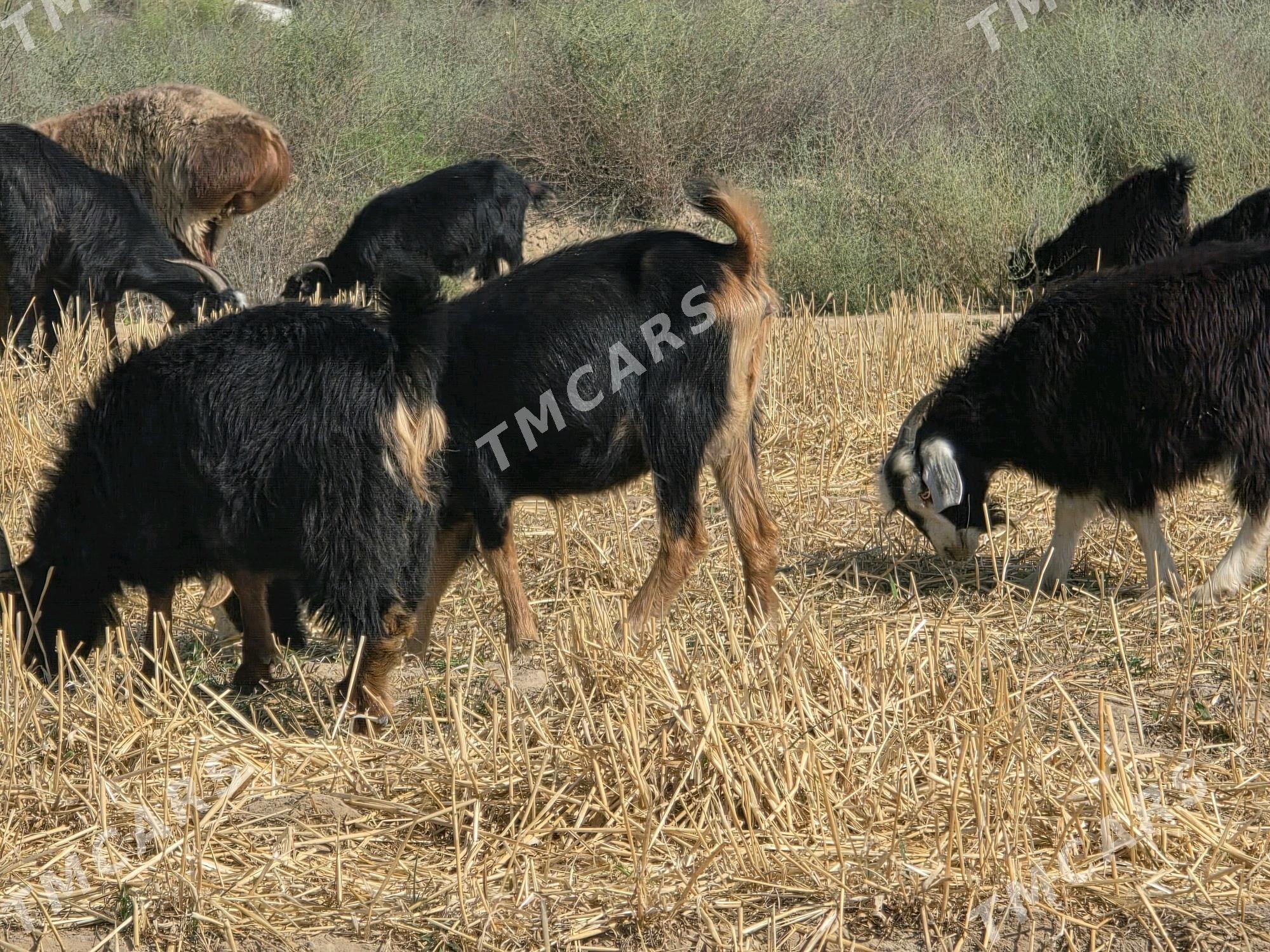 Çewiş we geçi - Бузмеин - img 4