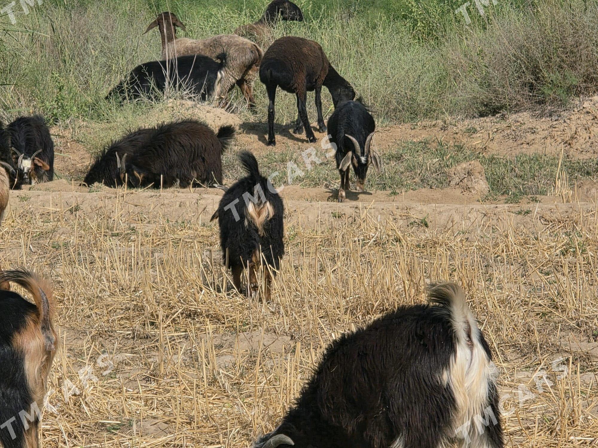 Çewiş we geçi - Бузмеин - img 8