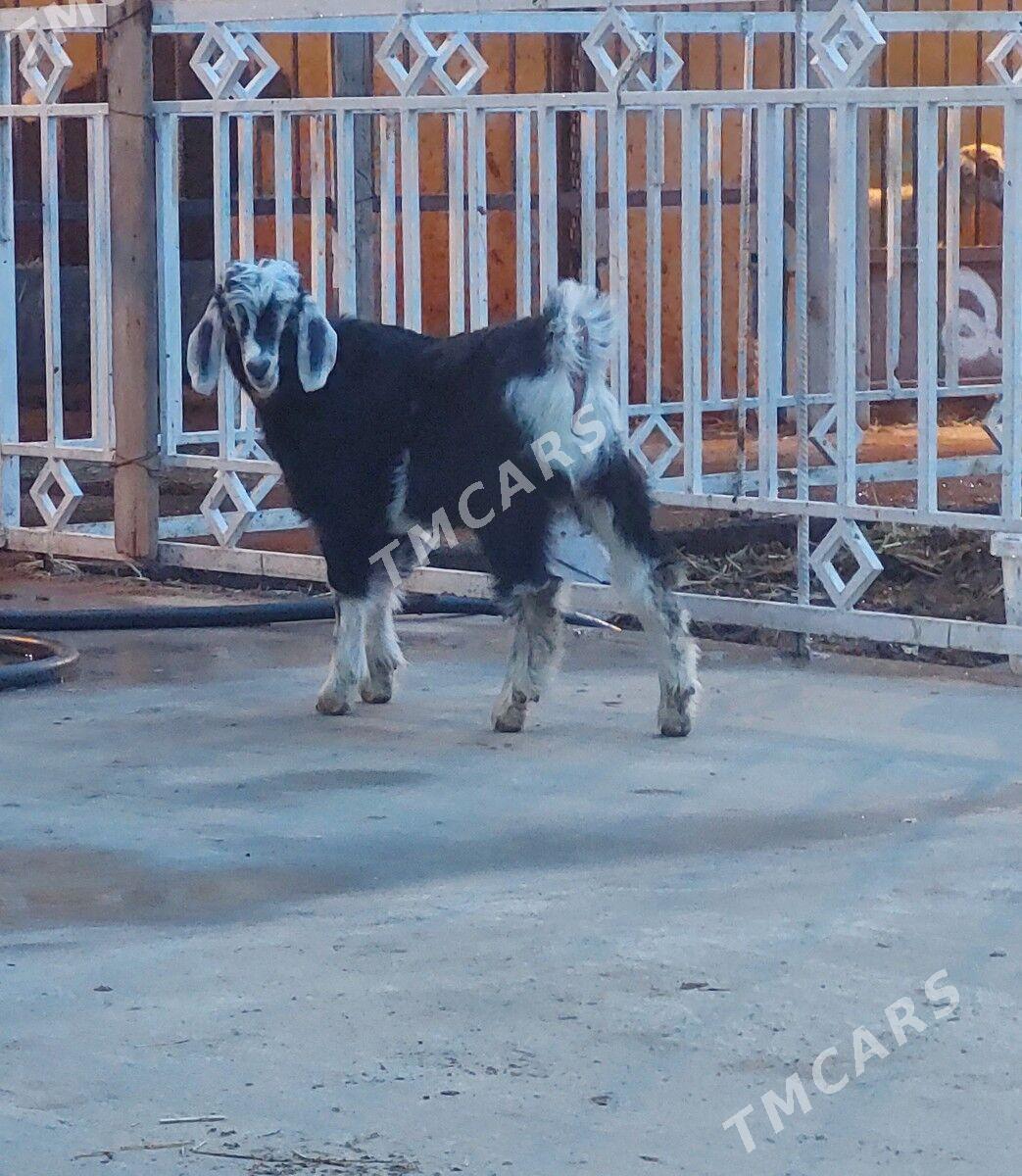 Çebiş - Bäherden - img 2