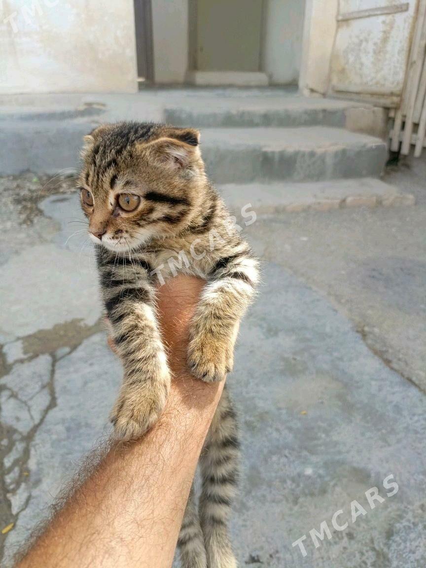 котенок - Balkanabat - img 1