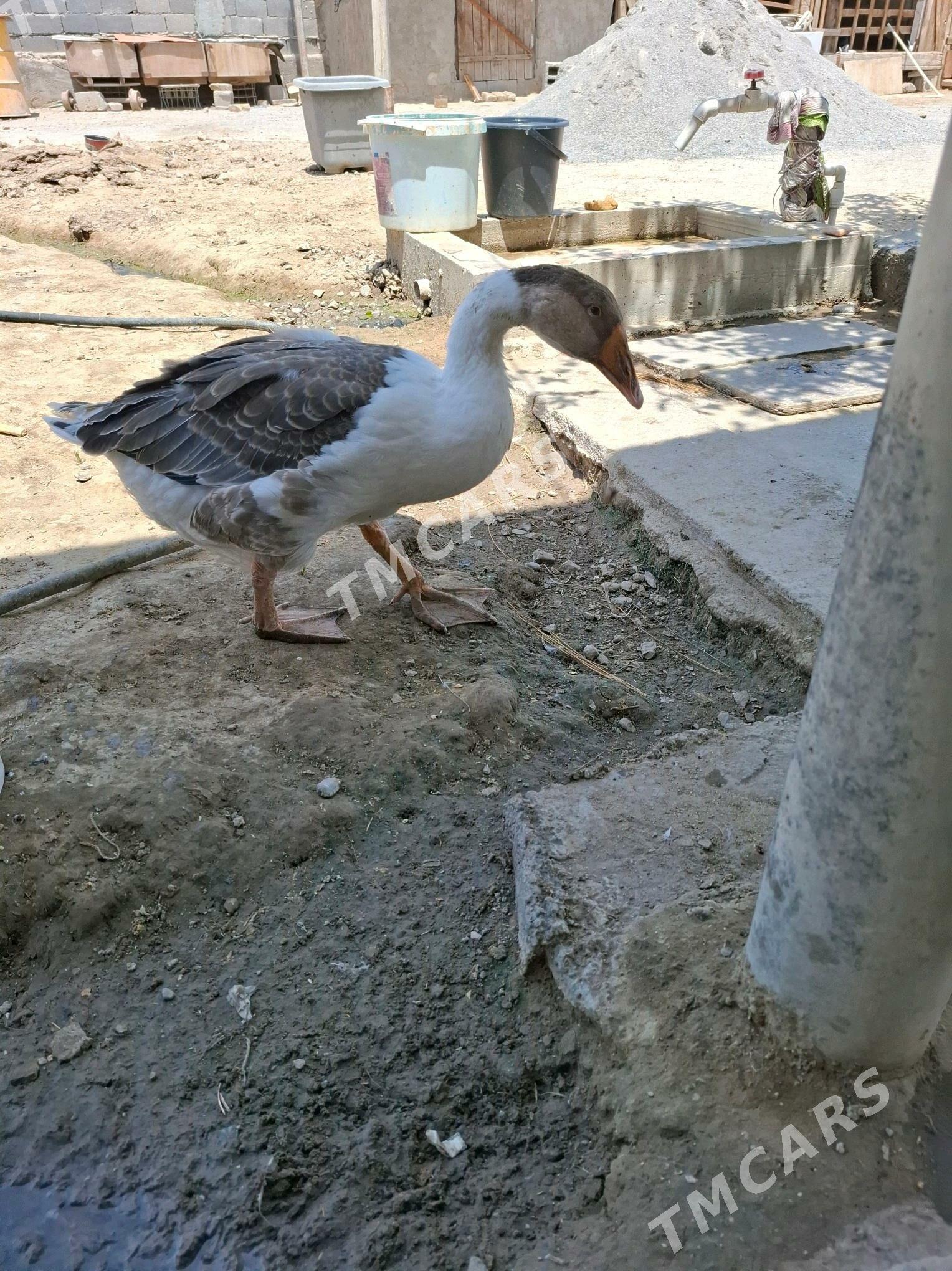 Gus - Garadamak - img 2