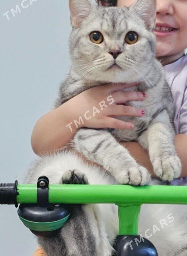 Британская кошка девочка - 4 мкр - img 1