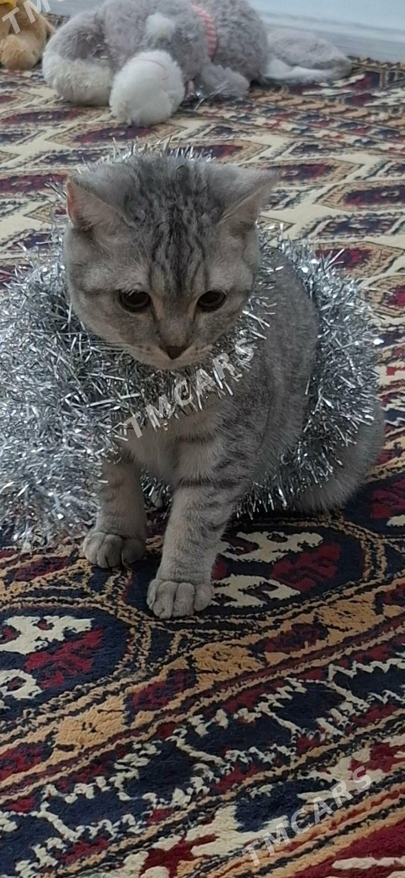 Британская кошка девочка - 4 мкр - img 5