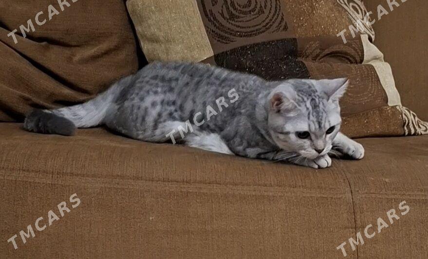 Британская кошка девочка - 4 мкр - img 2