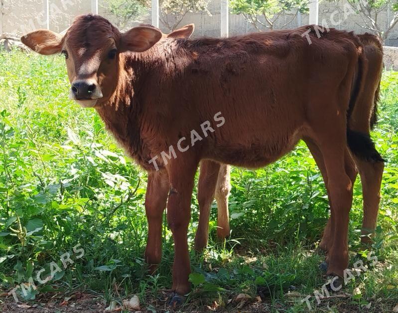 2 sany Tüwe - Büzmeýin - img 1