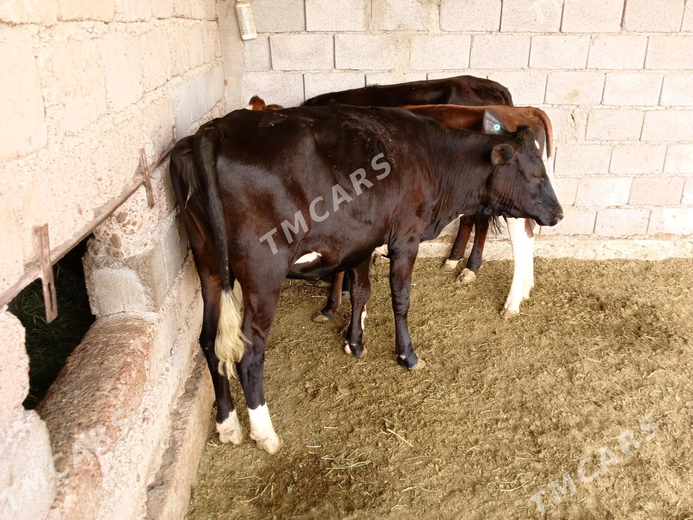 tüwe - Яшлык - img 2