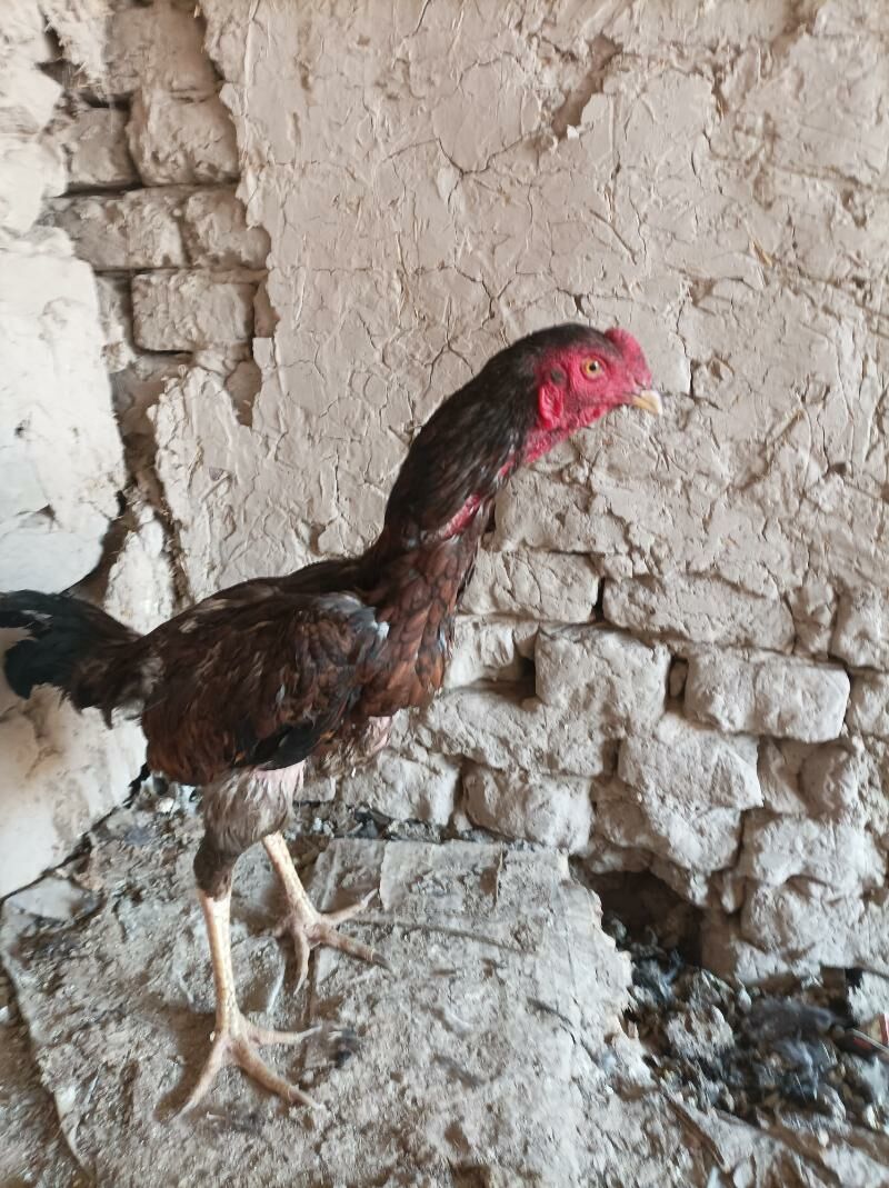 Juyje Horaz poroda - Boldumsaz - img 2