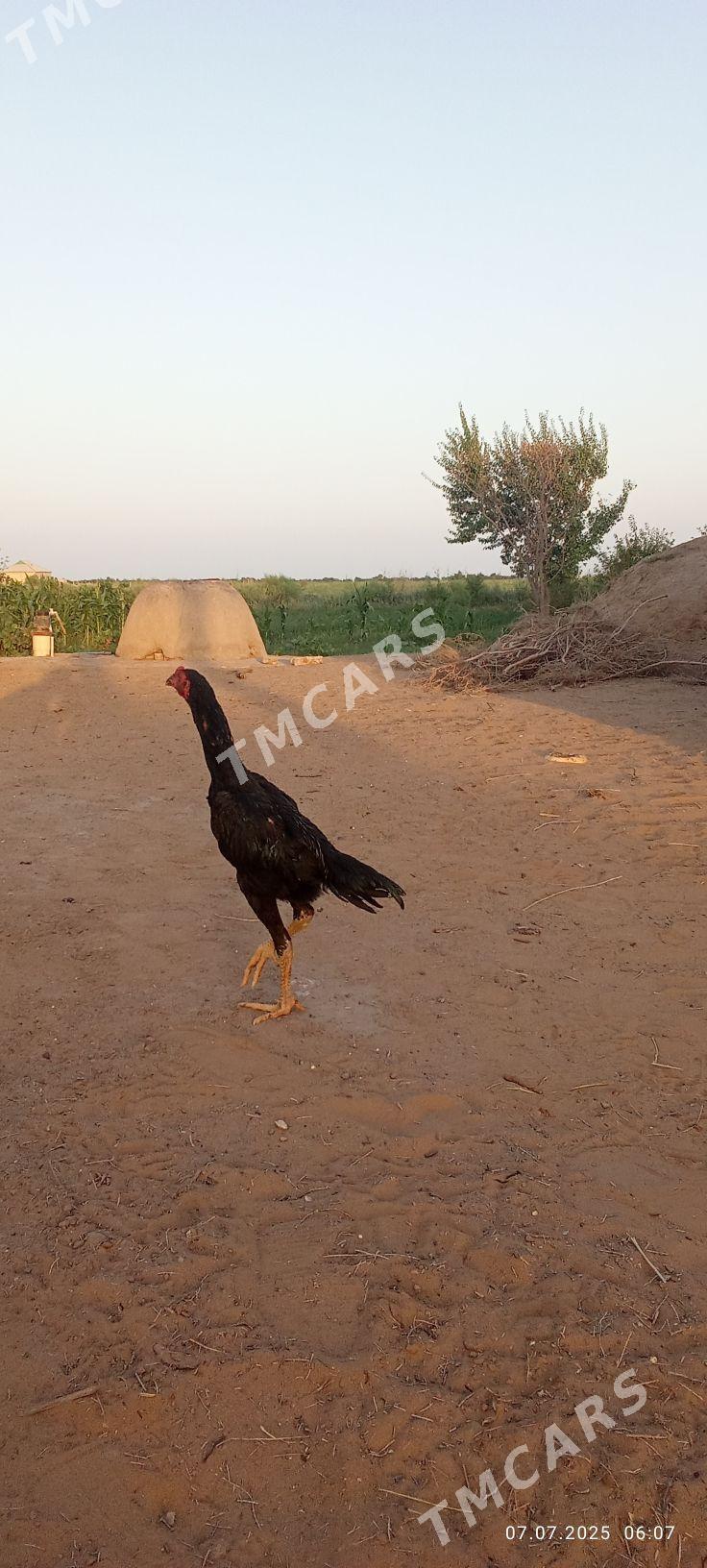 özbek bu - Sakarçäge - img 1