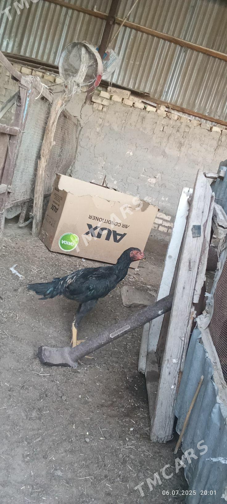 özbek bu - Sakarçäge - img 3
