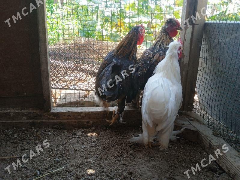 Karlik horaz - Çärjew - img 5