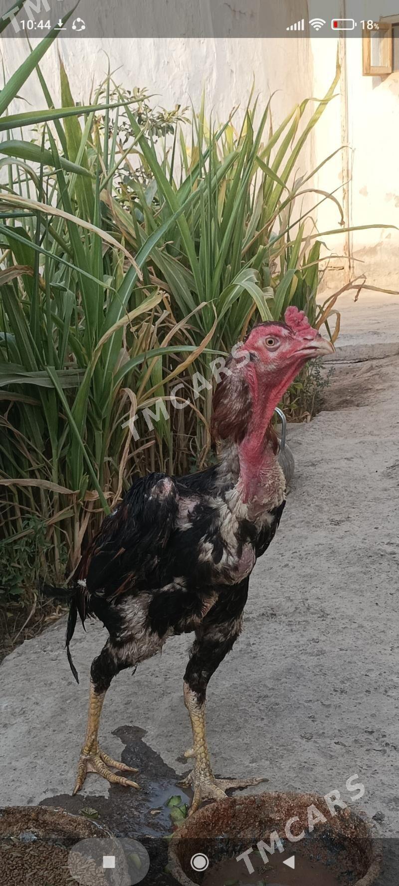 Yeñilmez Tohim Horaz - Boldumsaz - img 1