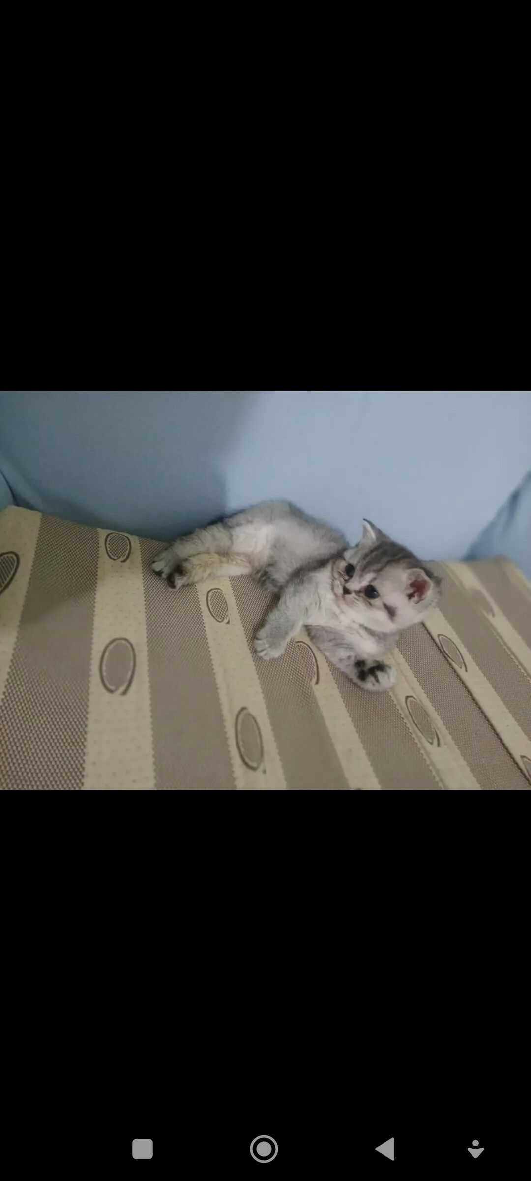 котенок британец - Ашхабад - img 5