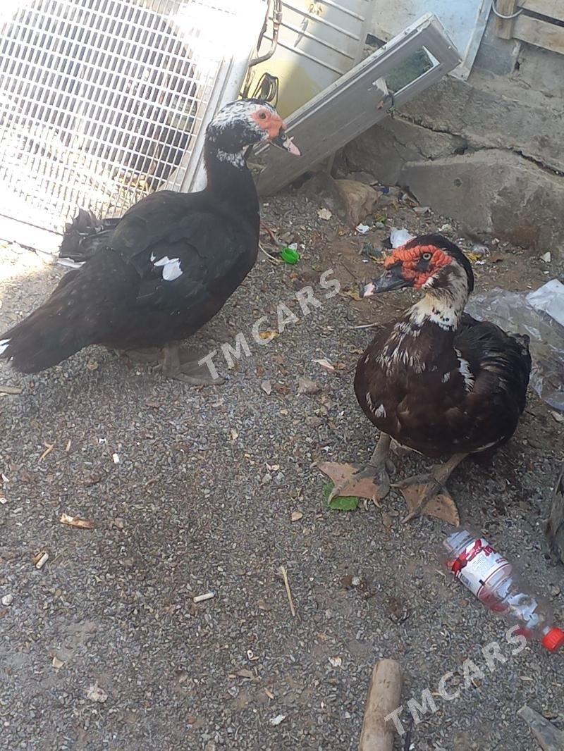 ordek horoz - Çoganly - img 2