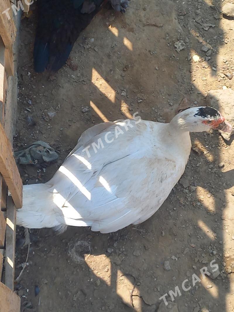 ordek horoz - Çoganly - img 3