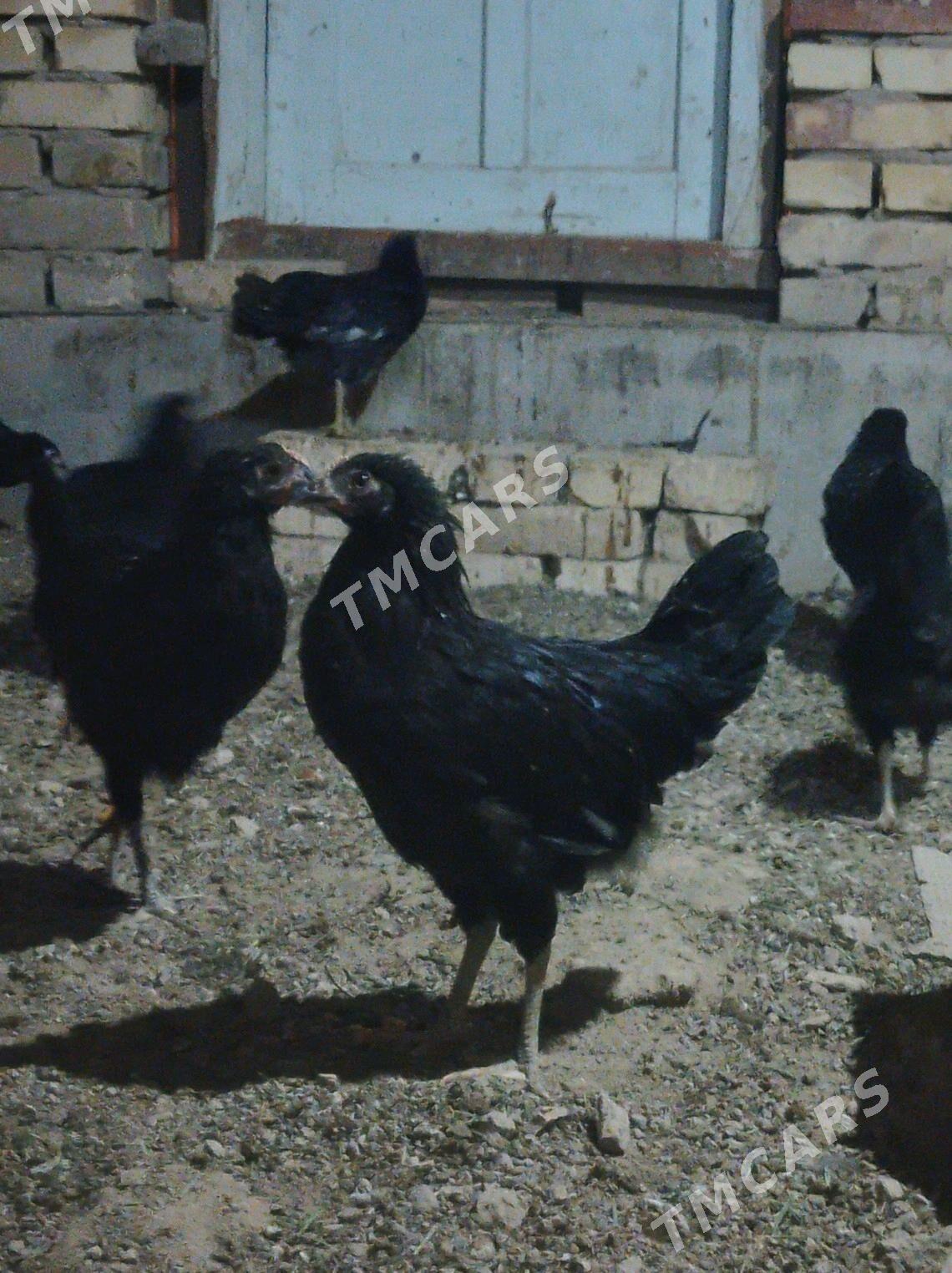 Towuk 5 aylyk Arassa - Мары - img 1