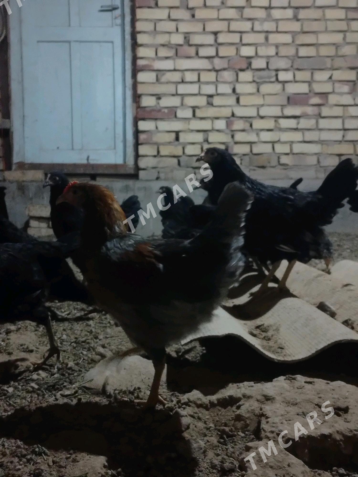 Towuk 5 aylyk Arassa - Мары - img 2