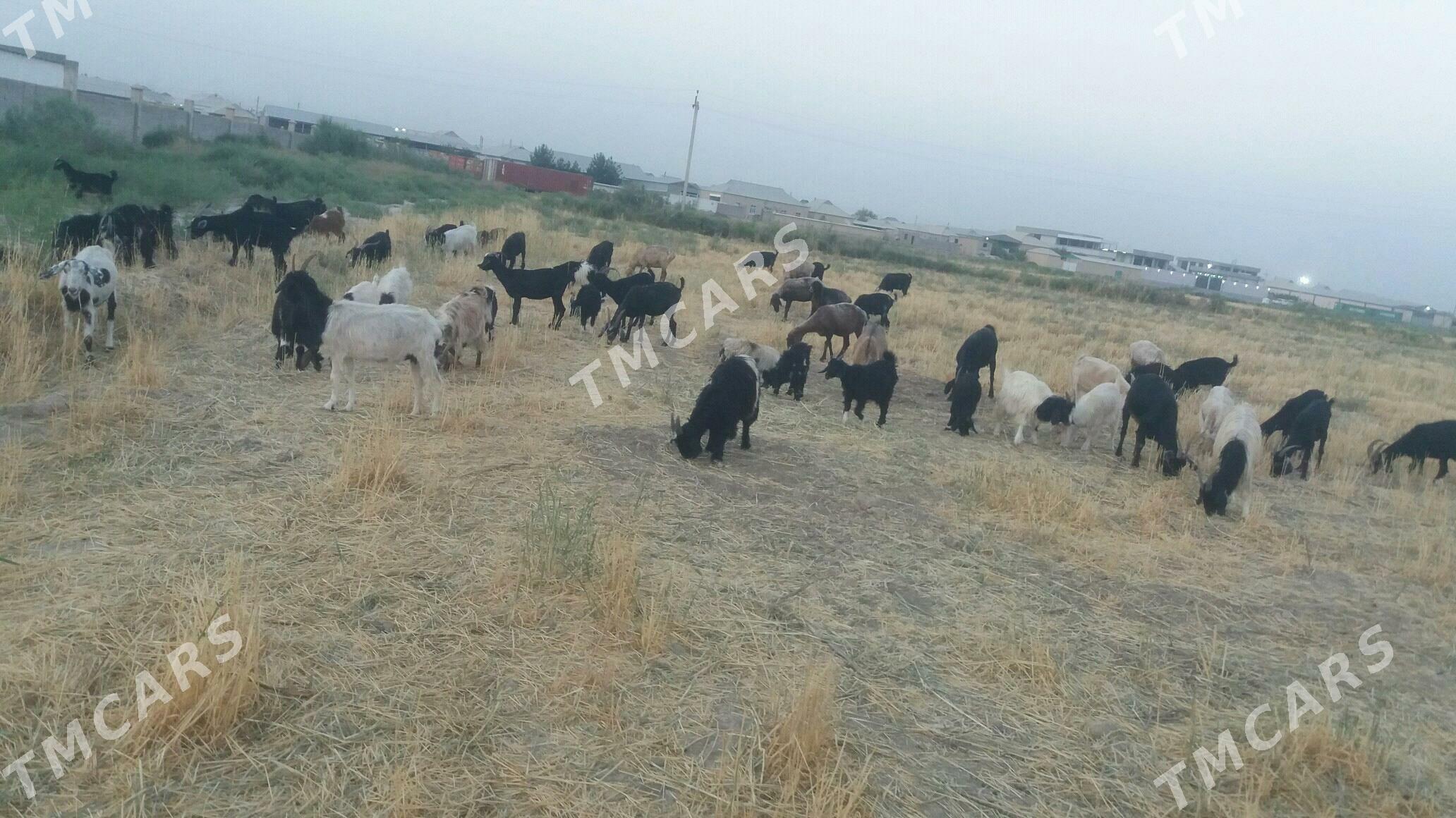 goýun geci cewiş - Wekilbazar - img 1