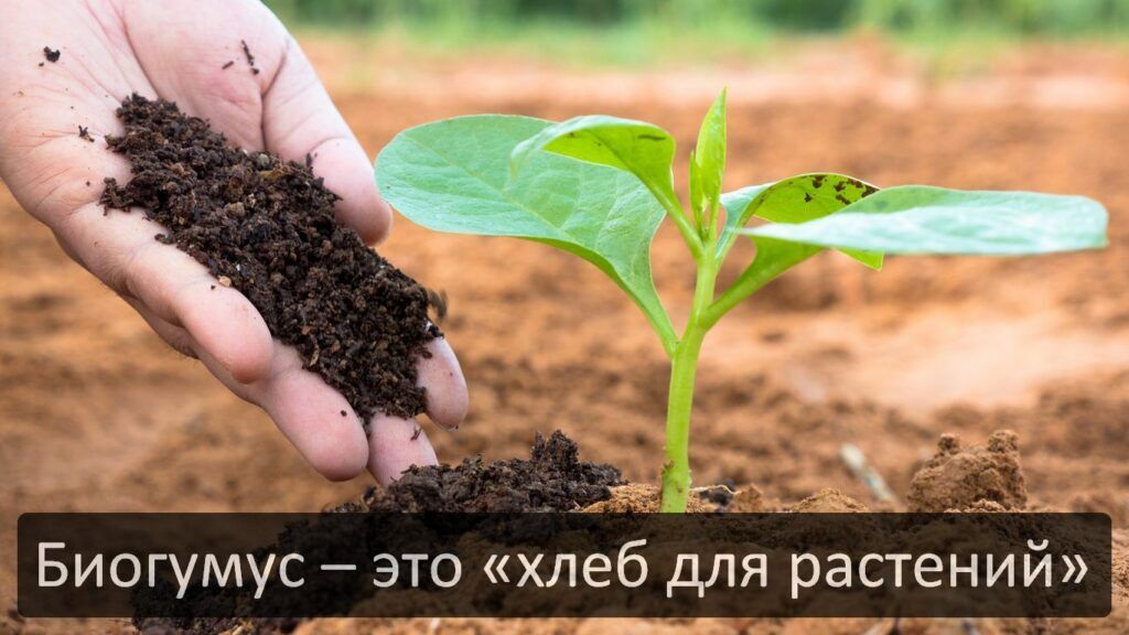 Biogumus,биогумас - Мары - img 1
