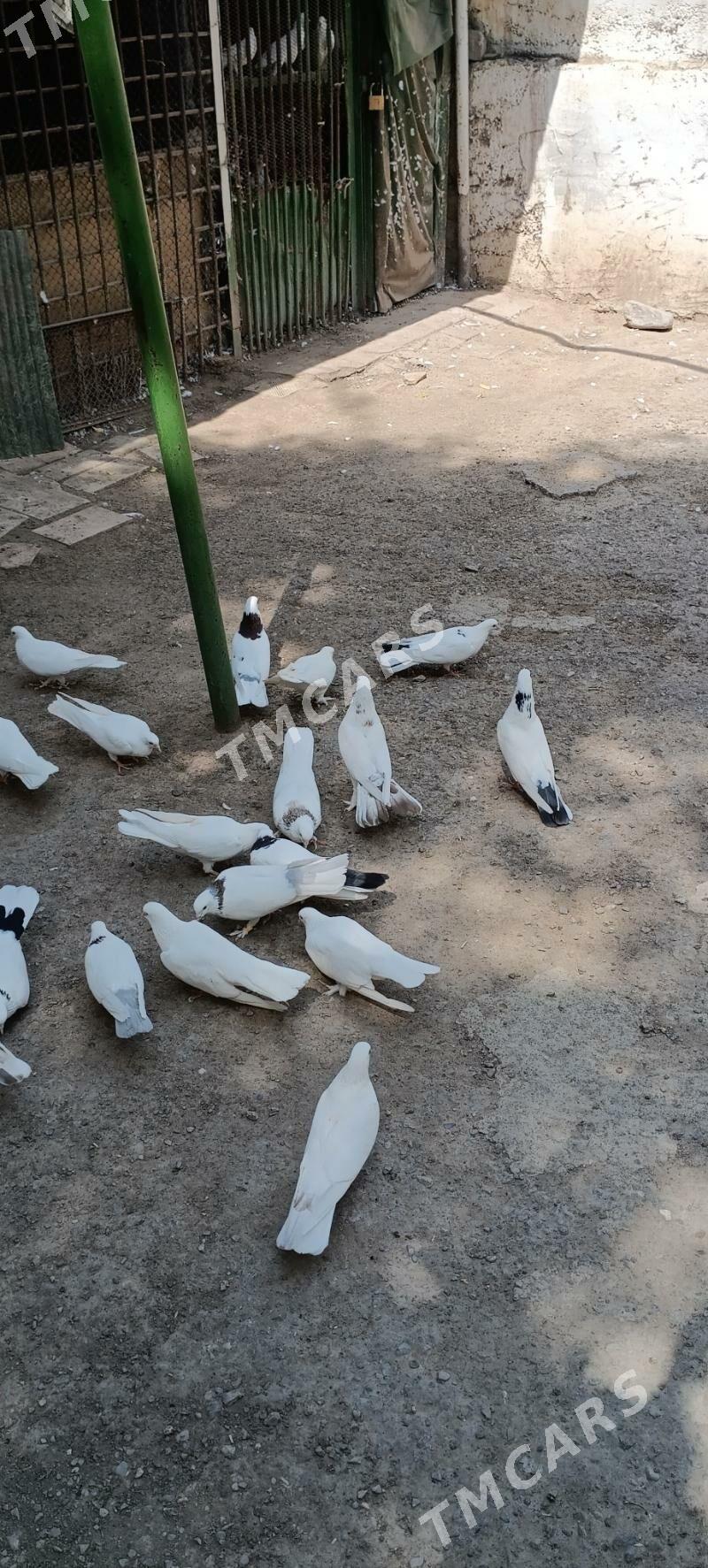 kepderi - Aşgabat - img 2