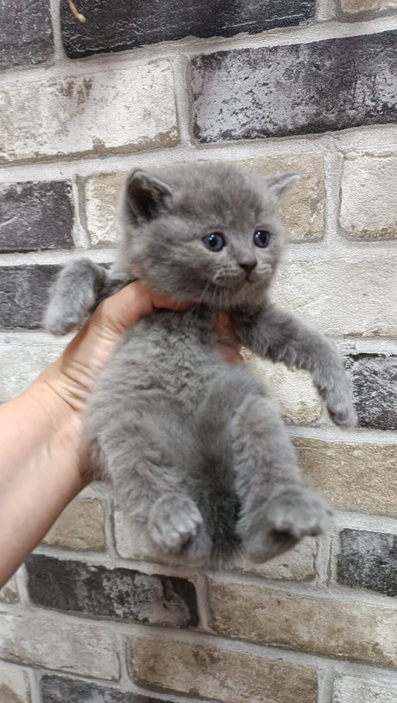 шотландские прямоухие котята - Ашхабад - img 2