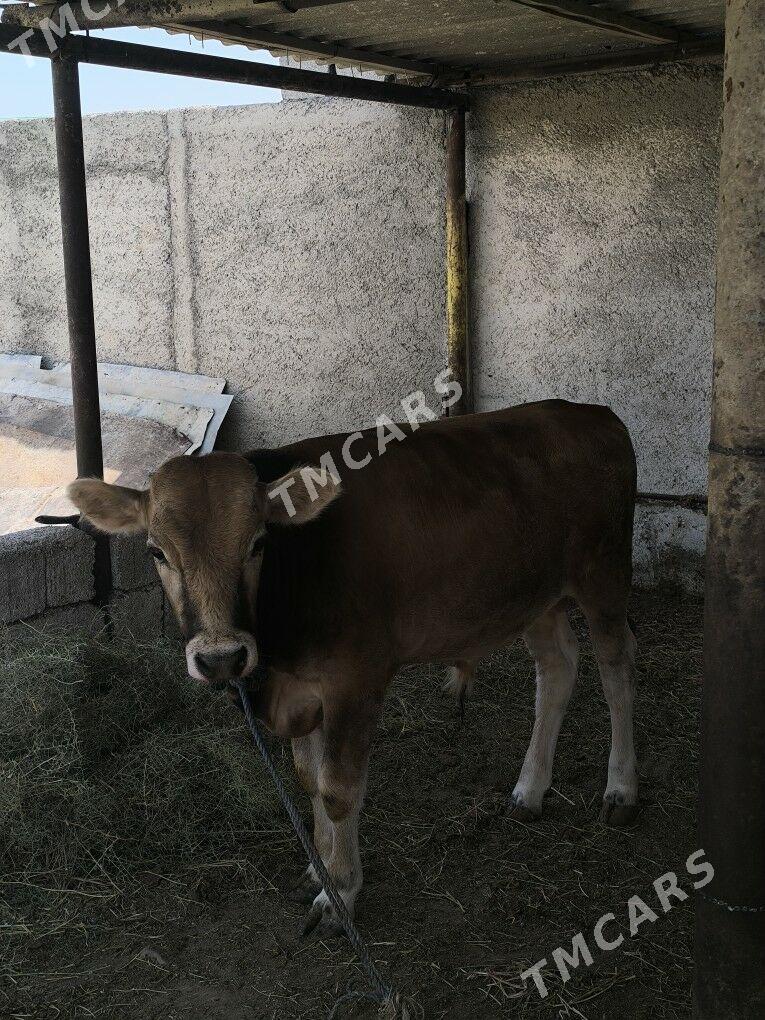 Öküz - Änew - img 1