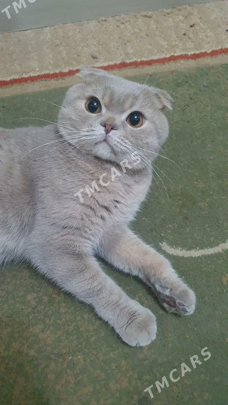 Вислоухий КОТ - Ашхабад - img 2