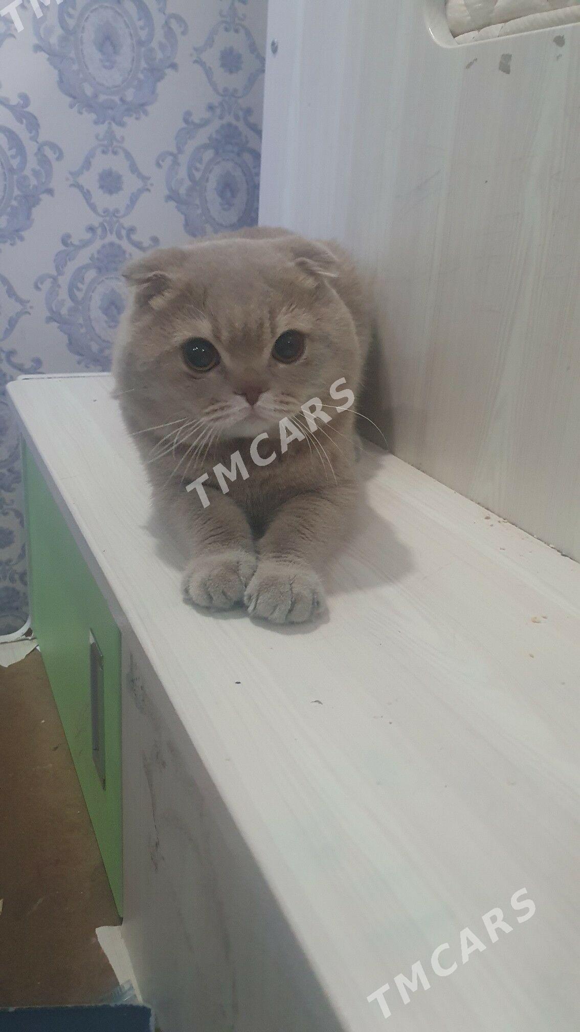 Вислоухий КОТ - Ашхабад - img 8