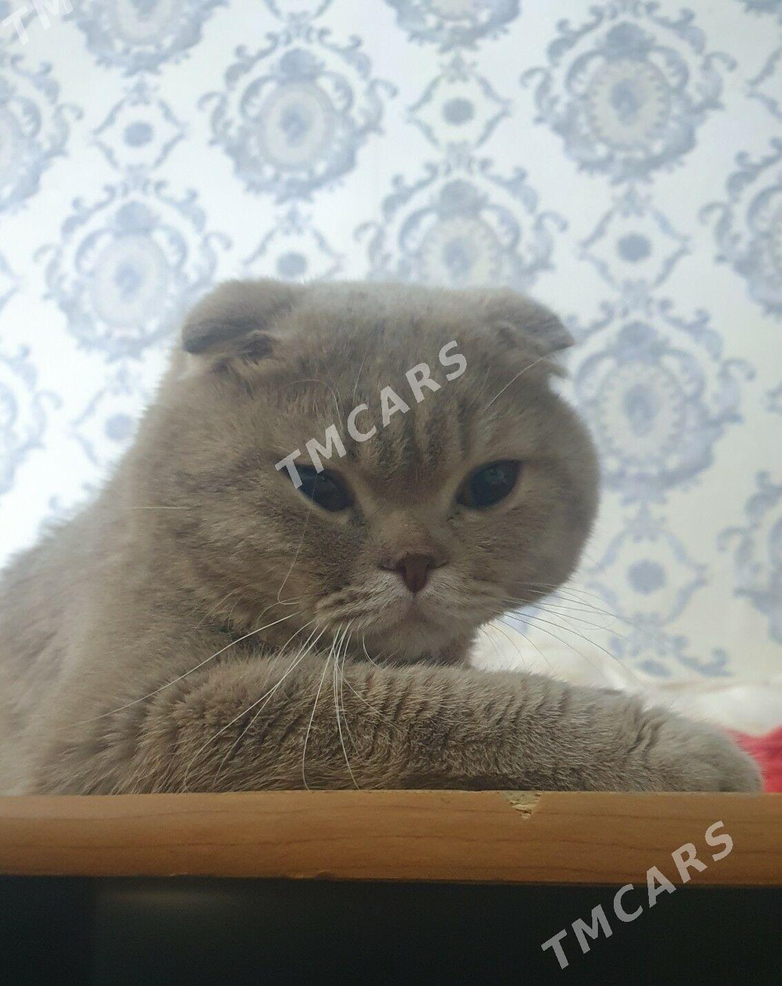 Вислоухий КОТ - Ашхабад - img 3