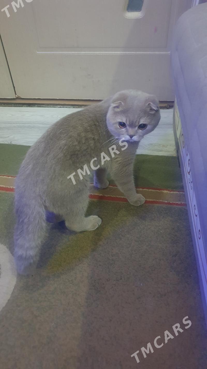 Вислоухий КОТ - Ашхабад - img 9