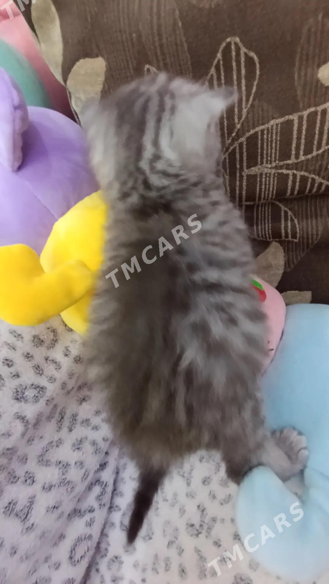 шотландский мальчик - Ашхабад - img 3
