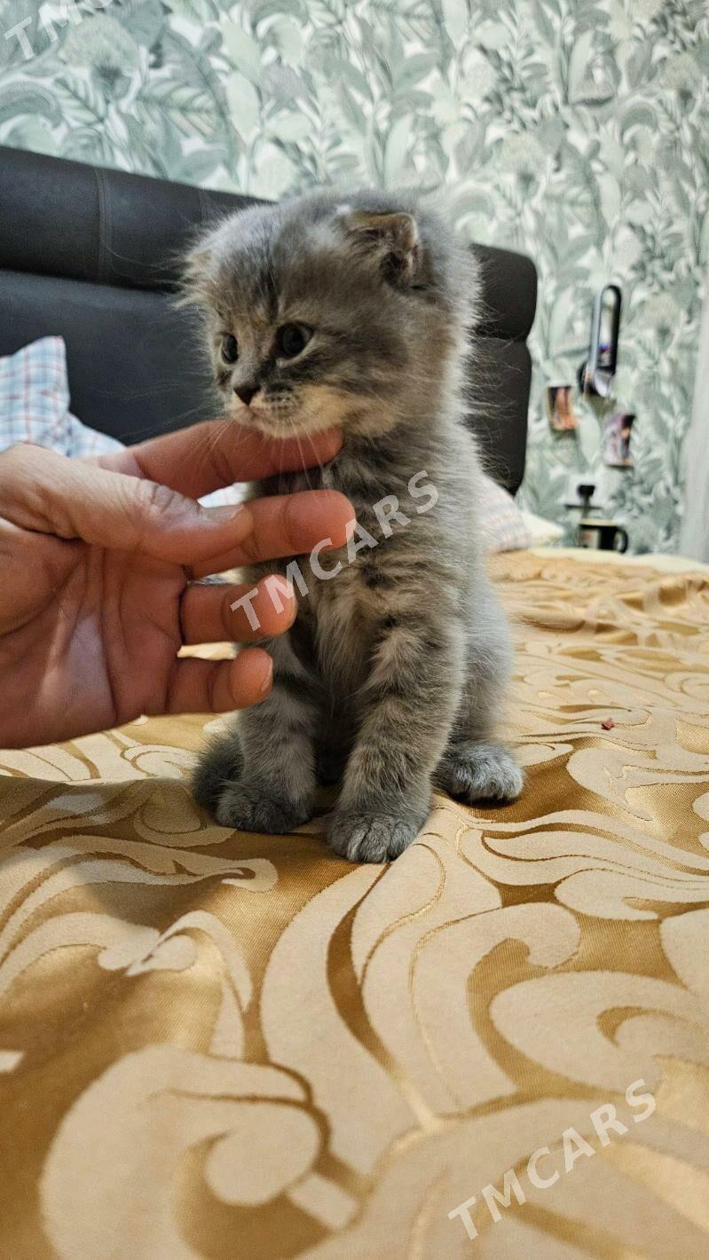 котёнок - Ашхабад - img 3