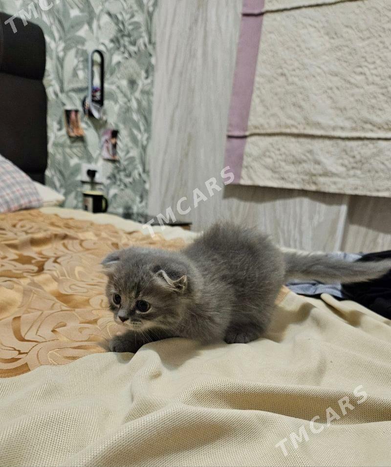 котёнок - Ашхабад - img 6