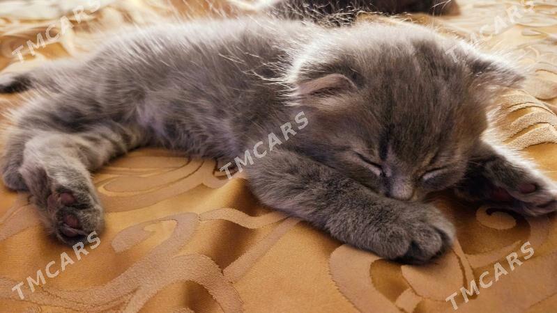 котёнок - Ашхабад - img 8