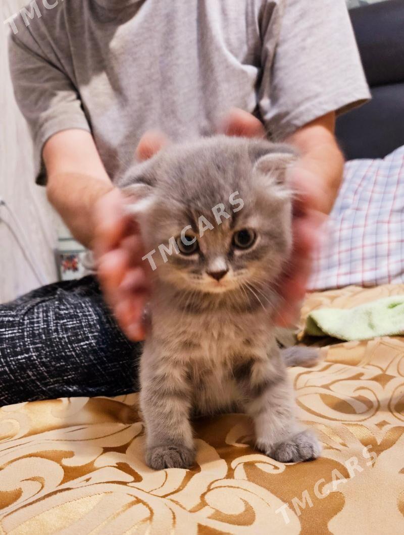 котёнок - Ашхабад - img 4