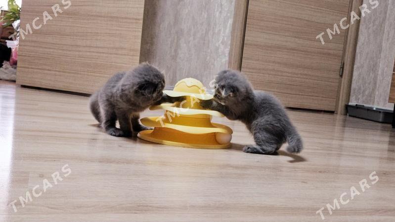 котёнок - Ашхабад - img 1