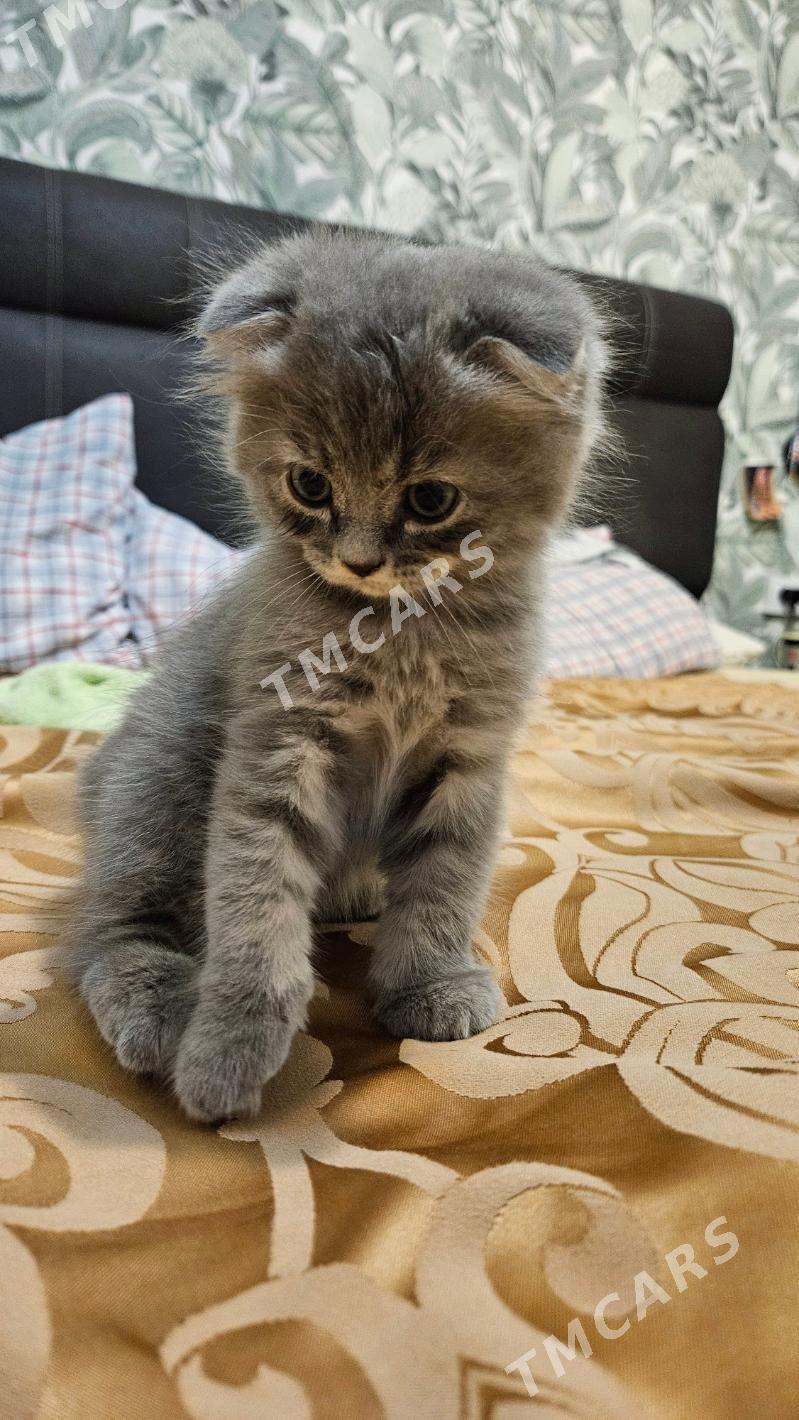 котёнок - Ашхабад - img 2