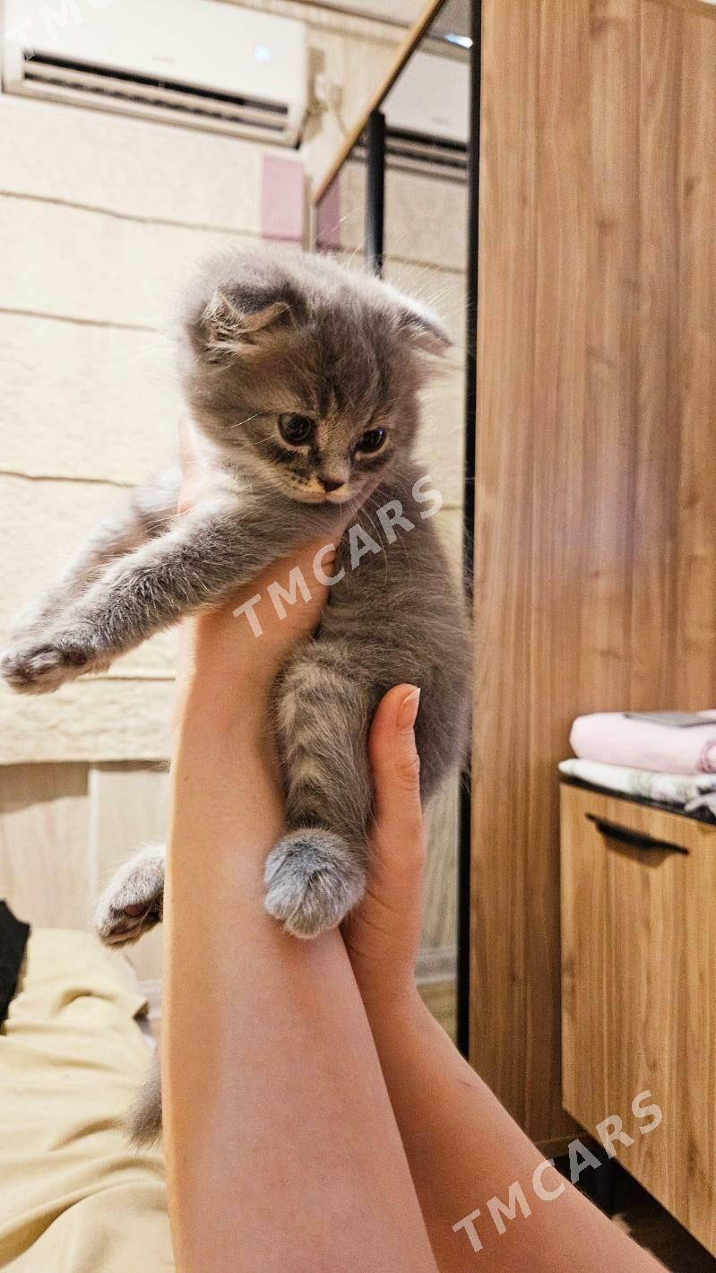 котёнок - Ашхабад - img 9