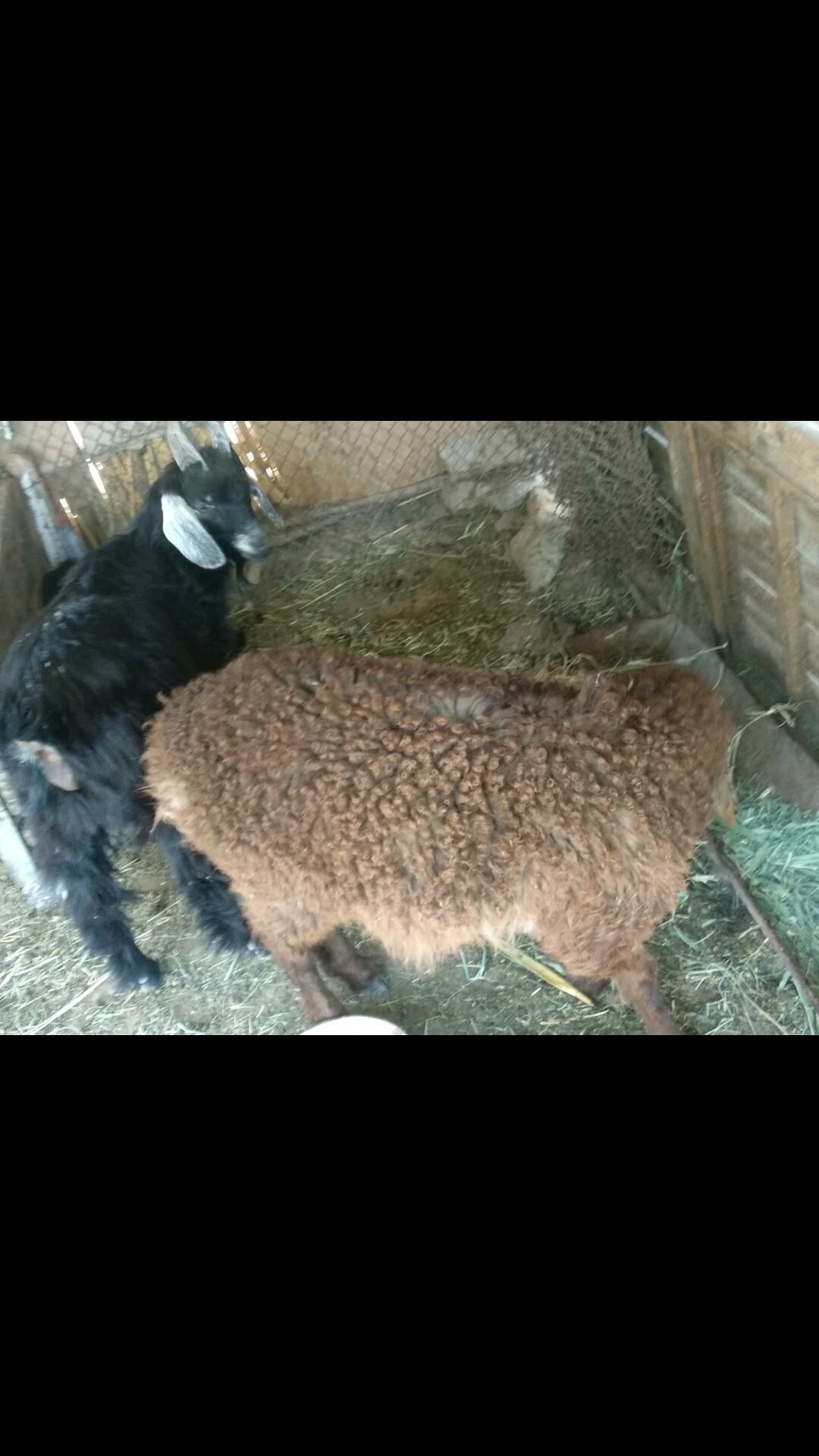 ÇEBISLER 2SANY Tokly 1sany - Мары - img 1